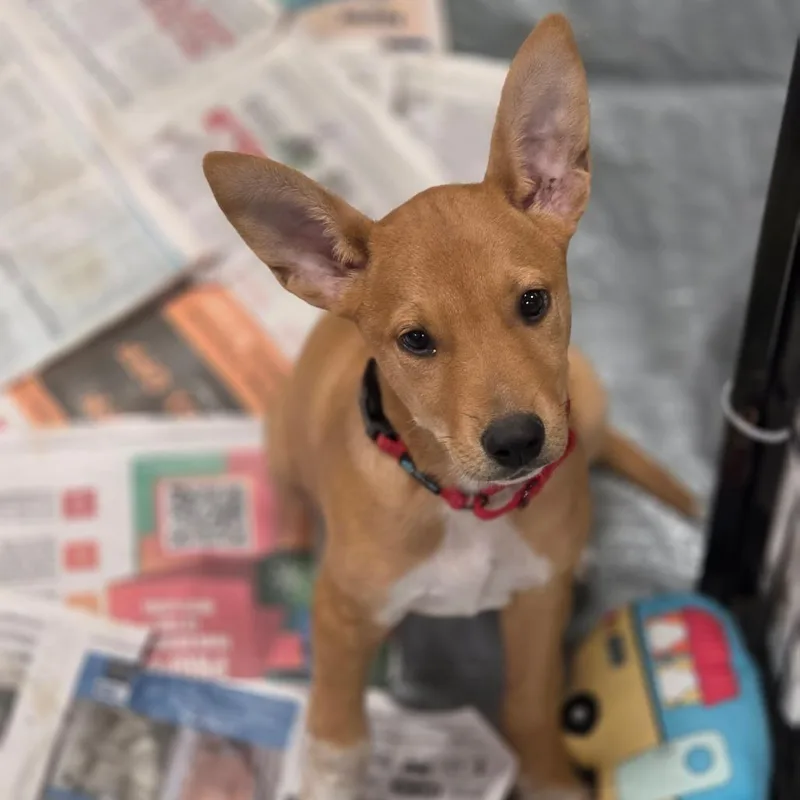 A baby medium-sized female Apricot / Beige Basenji dog named Wylie GC for adoption in Austin, TX