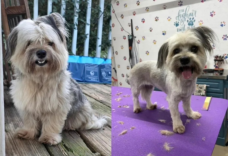 An adult small-sized female Shih Tzu dog named Dolly for adoption in Middletown, CT