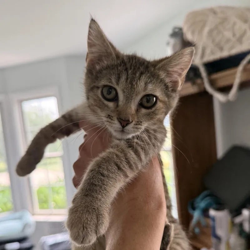 A baby small-sized female Gray / Blue / Silver Domestic Short Hair cat named Jasmine for adoption in Alexandria, VA
