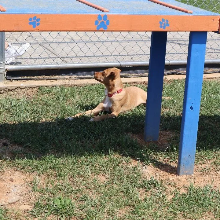 Alamo  Trained Puppy thumbnail 3
