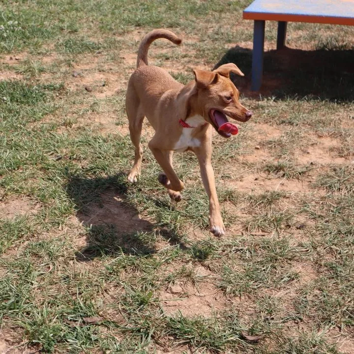 Alamo  Trained Puppy thumbnail 4