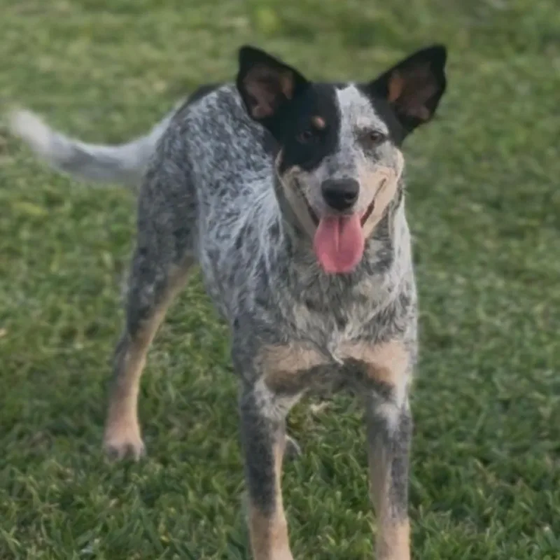 A young medium-sized female Gray / Blue / Silver Australian Cattle Dog / Blue Heeler dog named Sylvie for adoption in Lufkin, TX