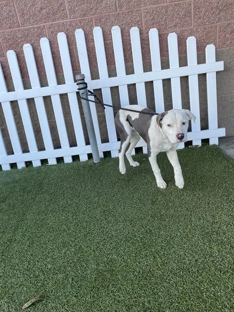 A young medium-sized male Pit Bull Terrier dog named Atlas for adoption in Modesto, CA