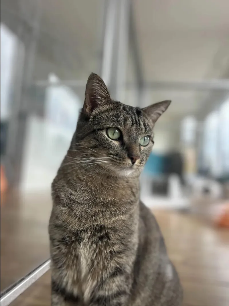 Bucatini thumbnail 2