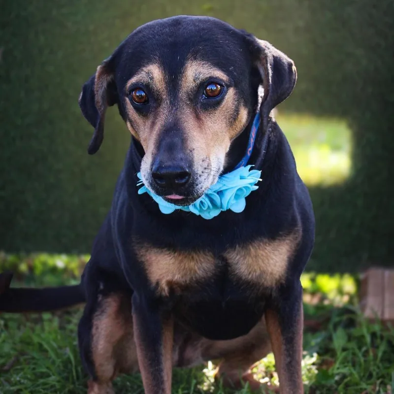 Princess thumbnail 2