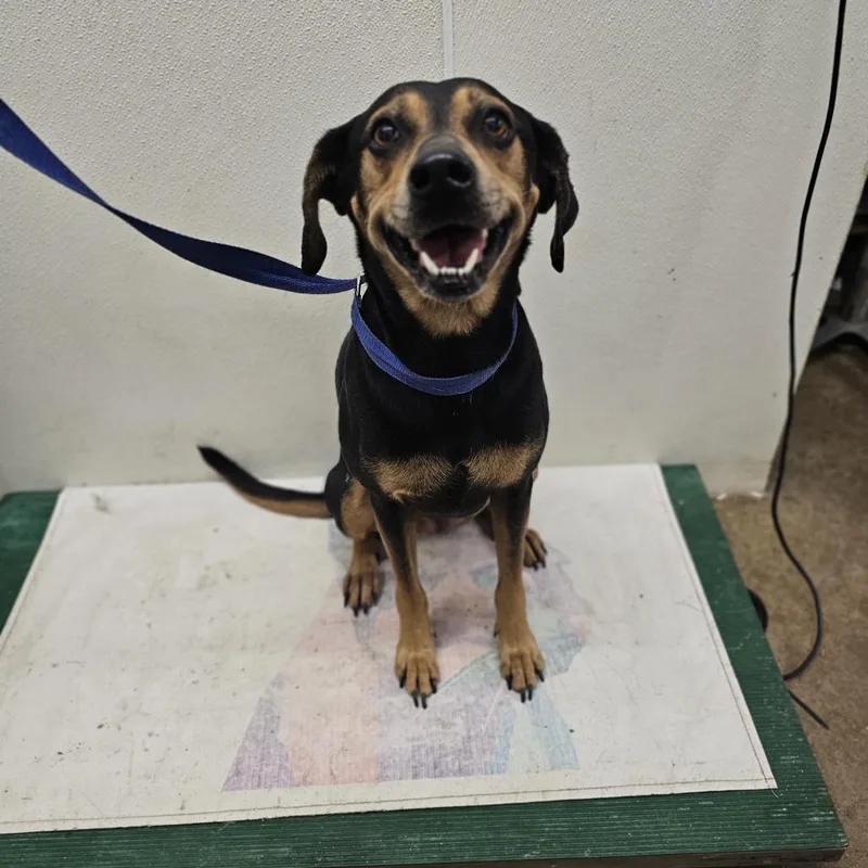 Princess thumbnail 3