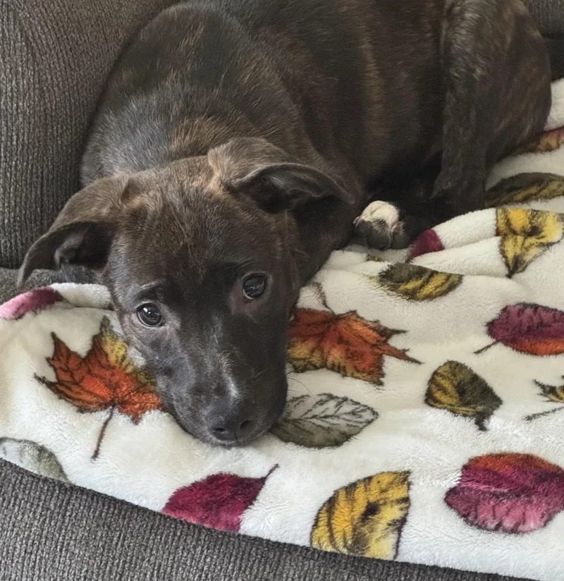 A baby medium-sized female Labrador Retriever dog named Candy Litter: Lollipop for adoption in Berwick, PA