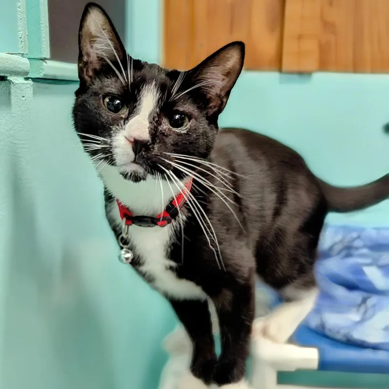 Huckleberry thumbnail 2