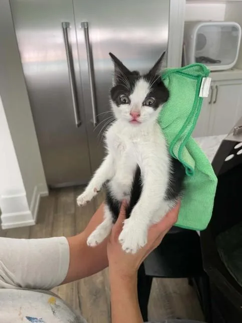 A baby medium-sized female Domestic Short Hair cat named Jessie for adoption in Chatsworth, CA