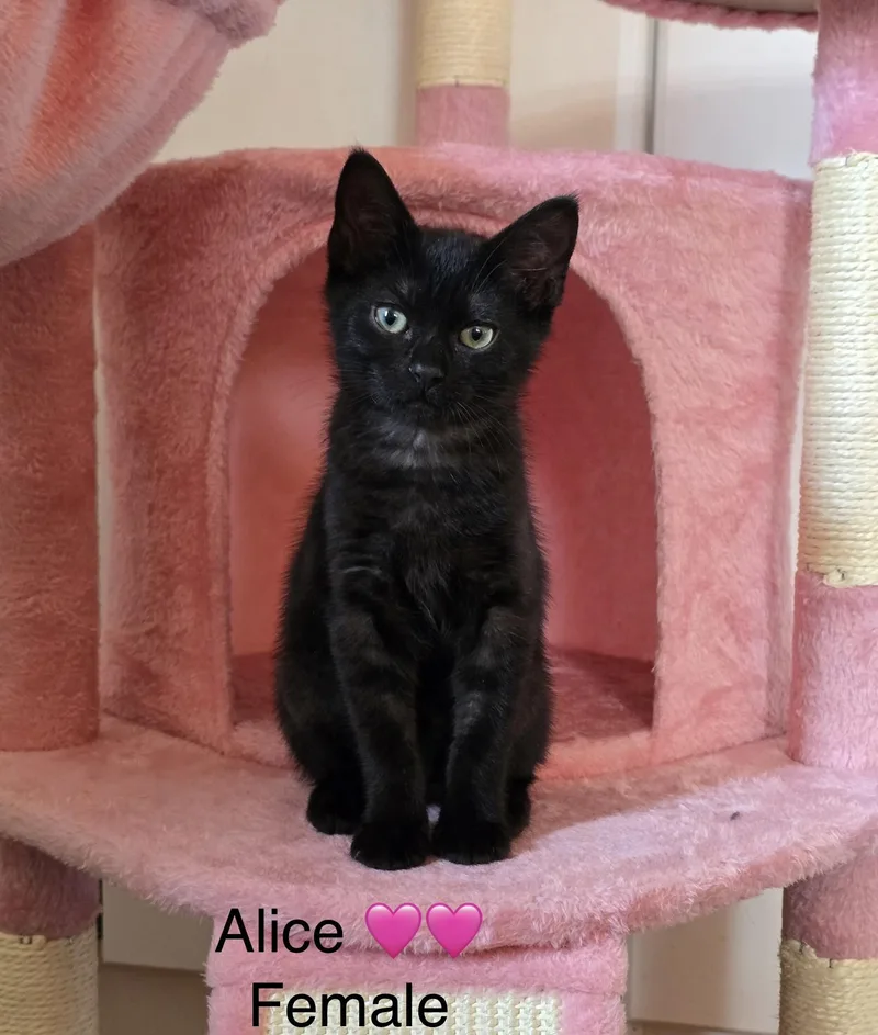 A baby medium-sized female Domestic Short Hair cat named Alice for adoption in Calais, ME