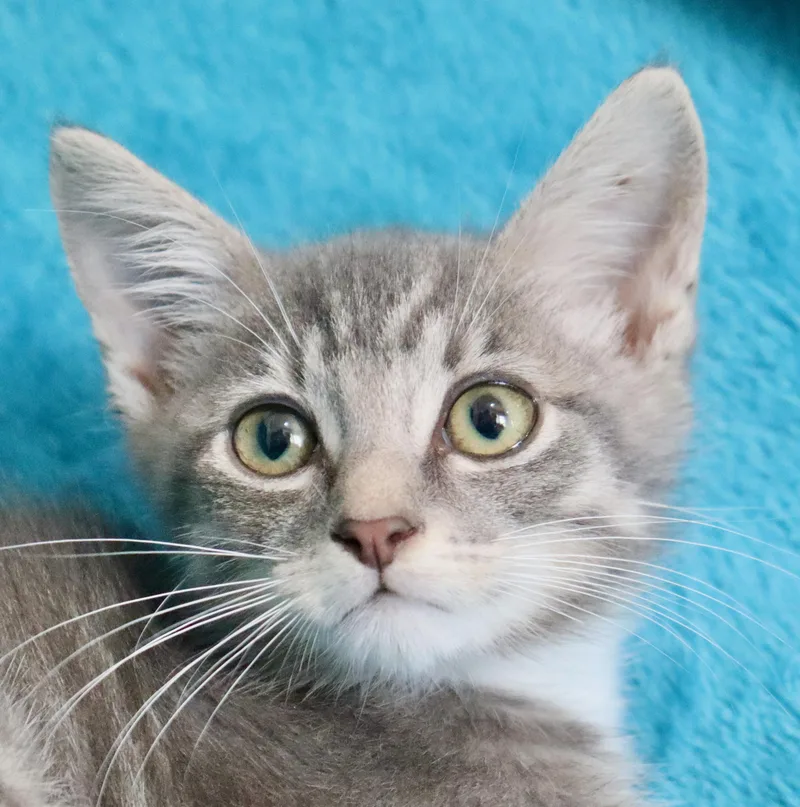 A baby medium-sized male Gray / Blue / Silver Tabby cat named Juno for adoption in Saint Augustine, FL