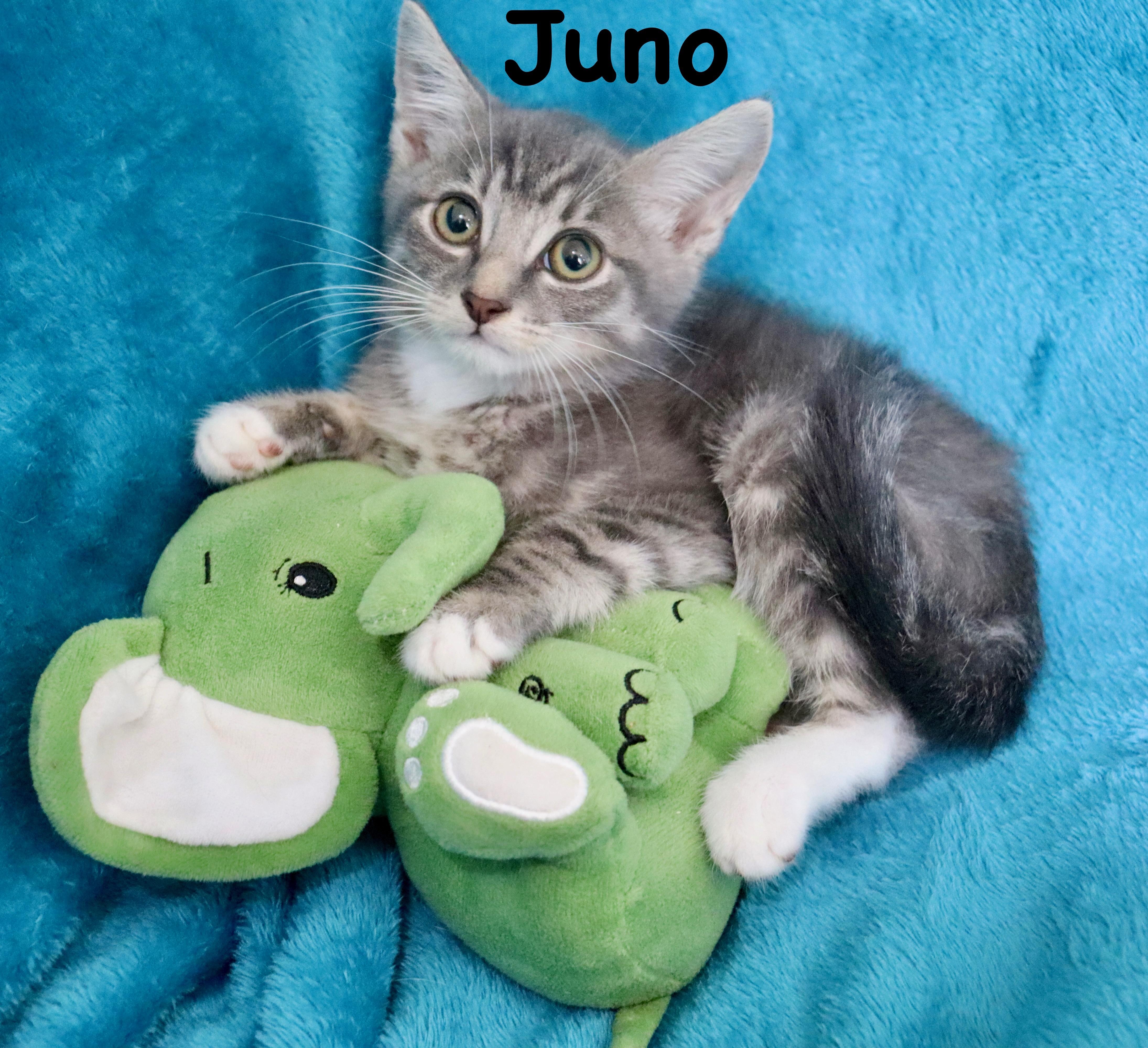 Juno thumbnail 2