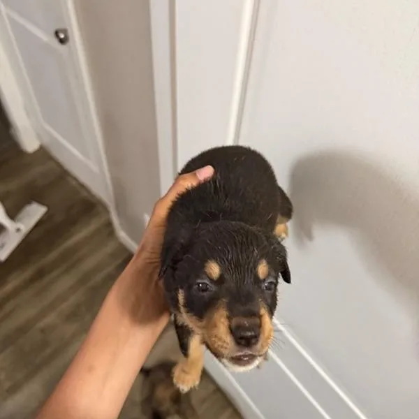 Riley