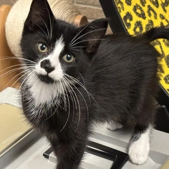 A baby small-sized male Black Domestic Short Hair cat named Mario Kart for adoption in Davenport, IA