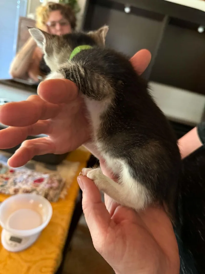 A baby medium-sized male Tabby (Gray / Blue / Silver) Tabby cat named Green for adoption in Tehachapi, CA