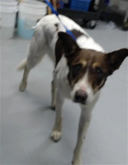 An adult large-sized male Brittany Spaniel dog named Hollis for adoption in Fayetteville, NC