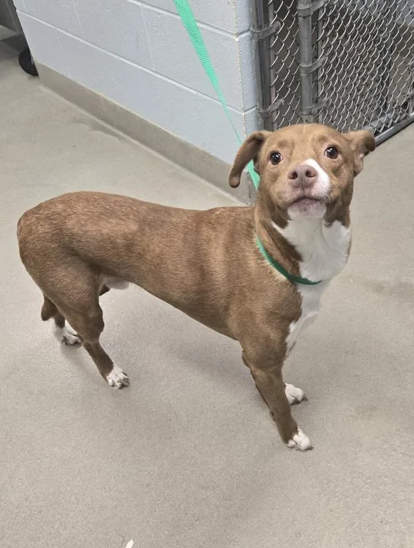 An adult medium-sized male Pit Bull Terrier dog named Titan for adoption in Millersville, MD