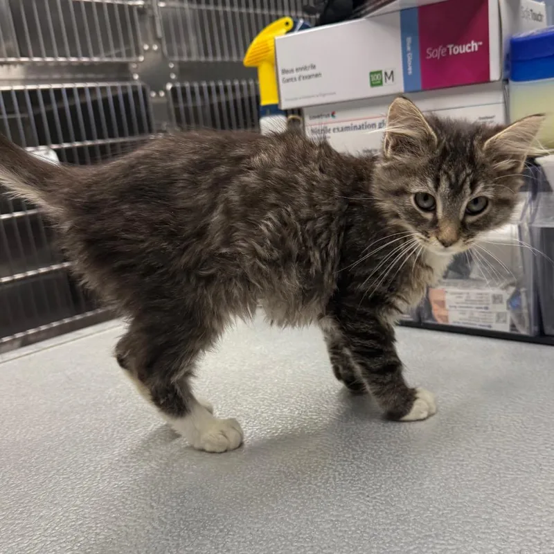 A baby small-sized female Brown / Chocolate Domestic Medium Hair cat named Sage for adoption in Spokane, WA