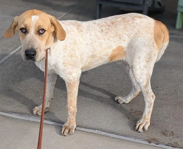 A young large-sized male Hound dog named Sheriff Bucky for adoption in Denver, CO