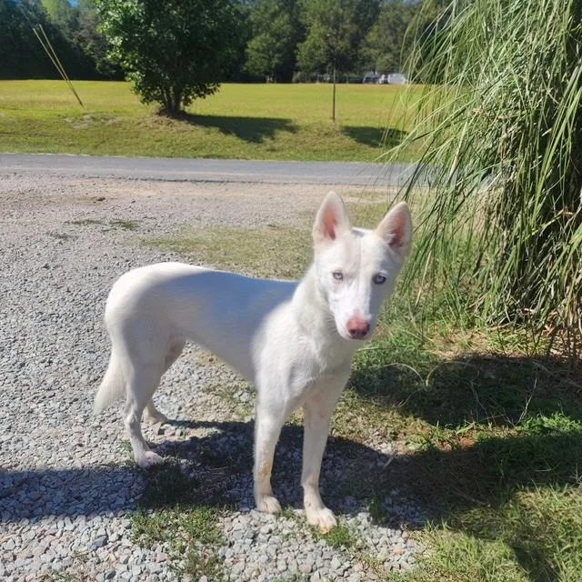 A young medium-sized female White / Cream Siberian Husky dog named Snow for adoption in Manhasset, NY