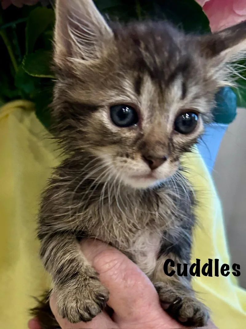 Cuddles