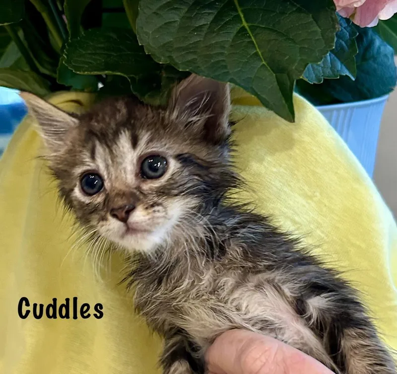Cuddles thumbnail 2