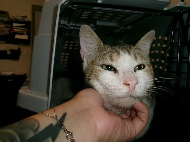 An adult medium-sized male Domestic Short Hair cat named A for adoption in Saint Peters, MO