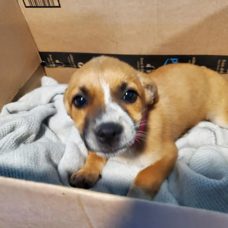 A baby medium-sized female Yellow / Tan / Blond / Fawn Mixed Breed dog named Hadley for adoption in Jefferson city, TN