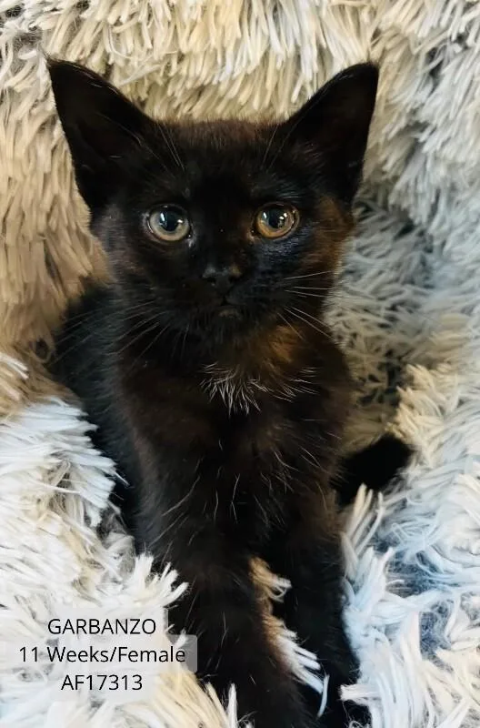 A young medium-sized female Black Domestic Short Hair cat named Garbanzo for adoption in Supply, NC