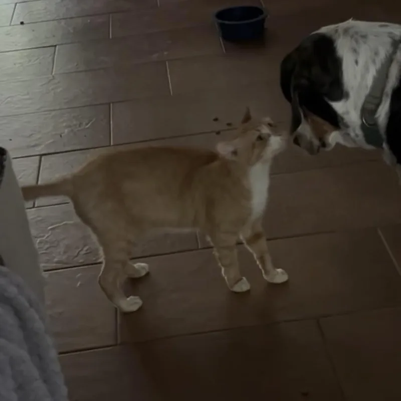 A young small-sized male Orange & White Domestic Short Hair cat named Garfield for adoption in Bentonville, AR