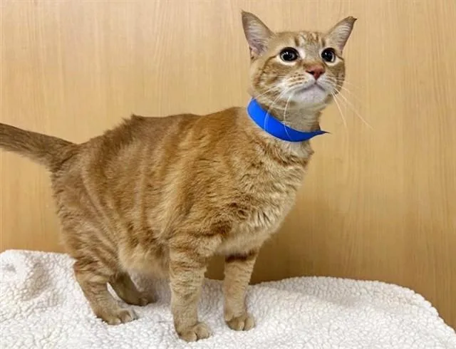 An adult medium-sized male Domestic Medium Hair cat named Gary for adoption in Saint Louis, MO