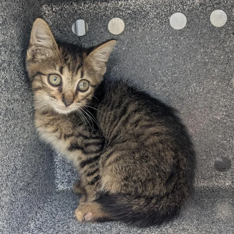 A baby small-sized male Domestic Medium Hair cat named Derek for adoption in Birmingham, AL