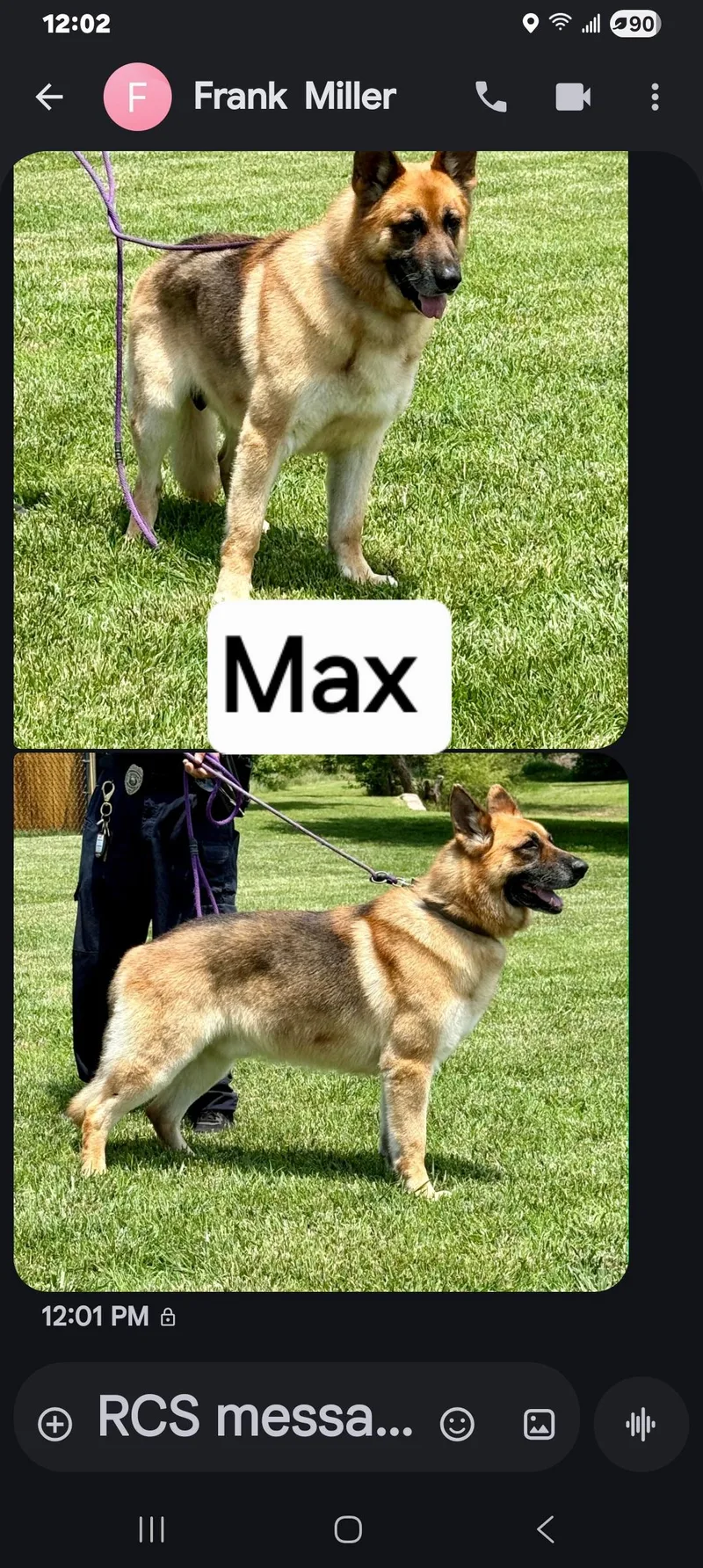 An adult large-sized male German Shepherd Dog dog named Max for adoption in Valley Center, KS