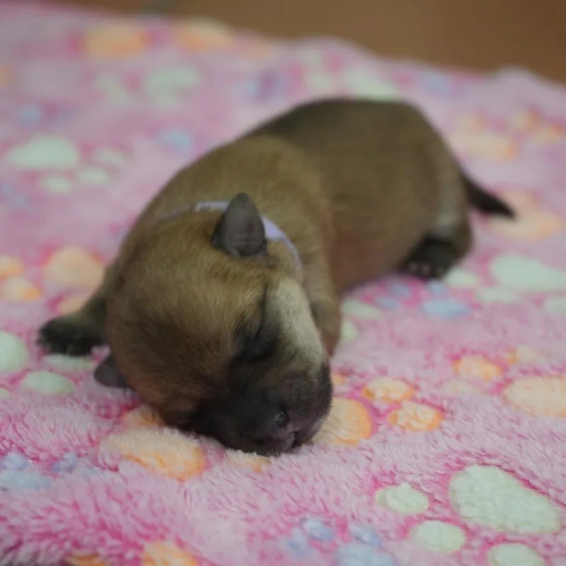A baby small-sized female Yorkshire Terrier dog named Toffee for adoption in Coachella, CA