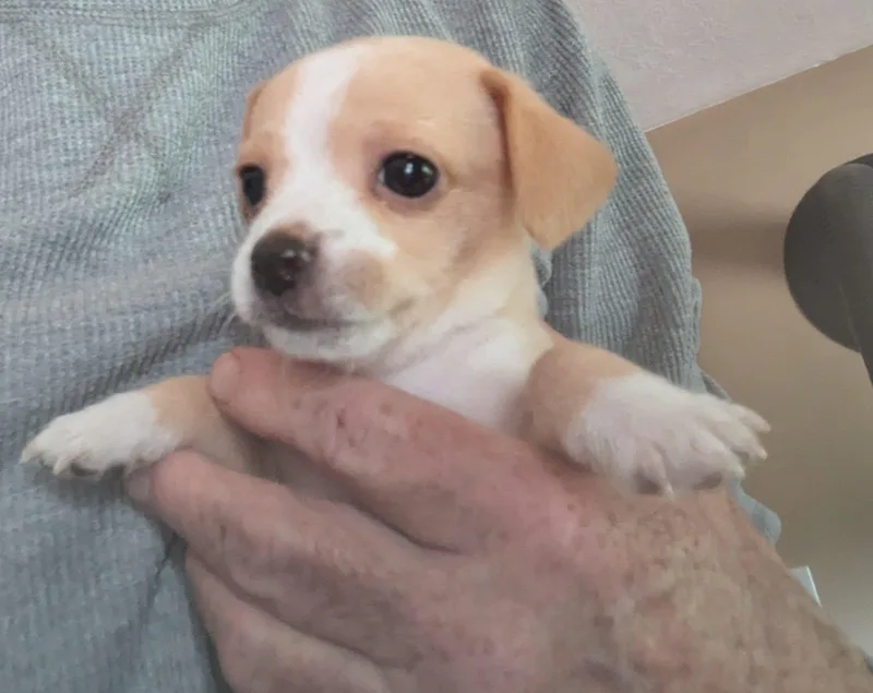 A baby small-sized female Golden Chihuahua dog named Latte for adoption in Clatskanie, OR