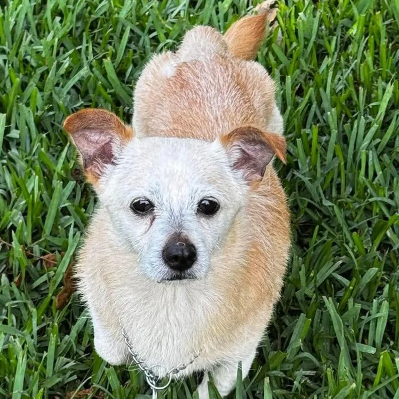 A baby small-sized male Yellow / Tan / Blond / Fawn Chihuahua dog named Grandpa for adoption in Gulfport, MS
