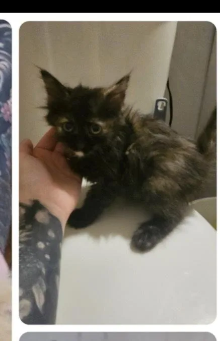 A baby medium-sized female Tortoiseshell Domestic Long Hair cat named Rodin for adoption in Lafayette, CO
