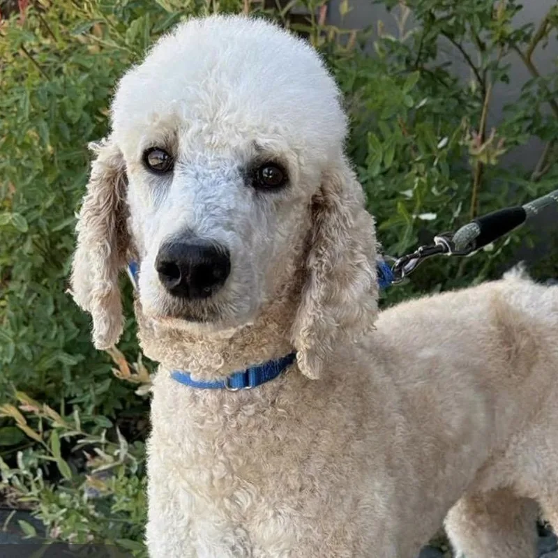 An adult medium-sized female White / Cream Standard Poodle dog named Patty for adoption in Santa Rosa, CA