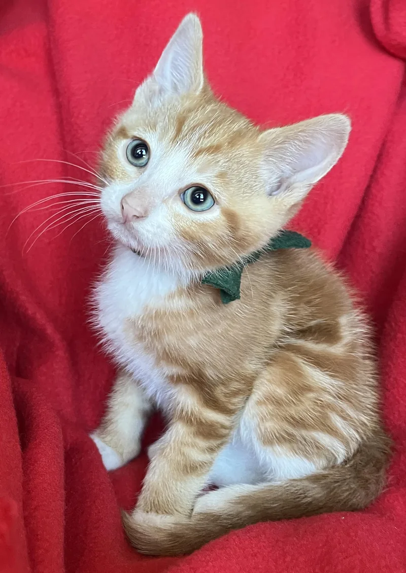 A baby medium-sized male Tabby (Orange / Red) Tabby cat named Tiger for adoption in Hood RIver, OR