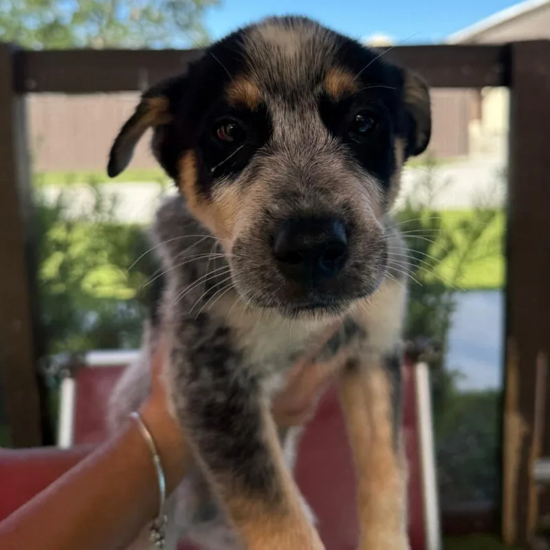 Joe Aka Turbo thumbnail 2