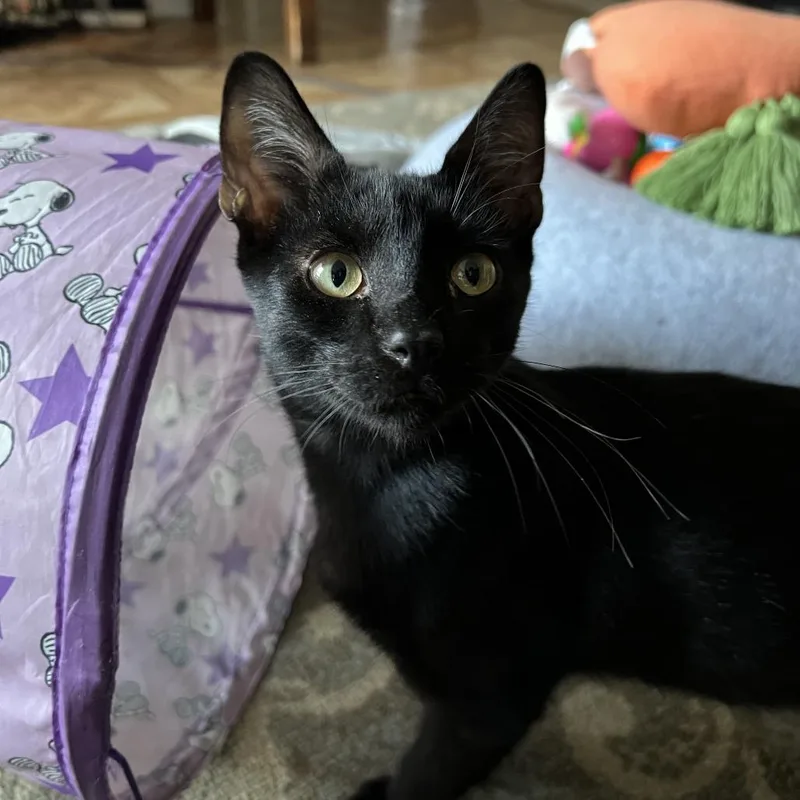A baby small-sized male Black Domestic Short Hair cat named Jason for adoption in Long Beach, CA