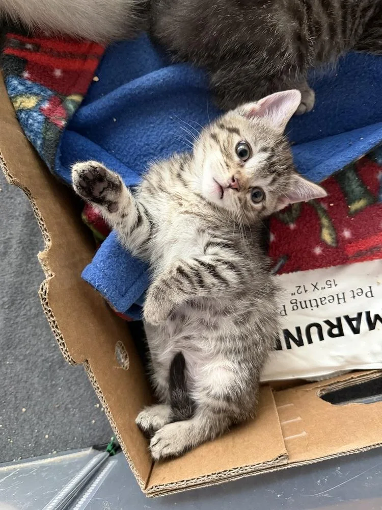 A baby small-sized female Brown / Chocolate Domestic Short Hair cat named Juno for adoption in Omaha, NE
