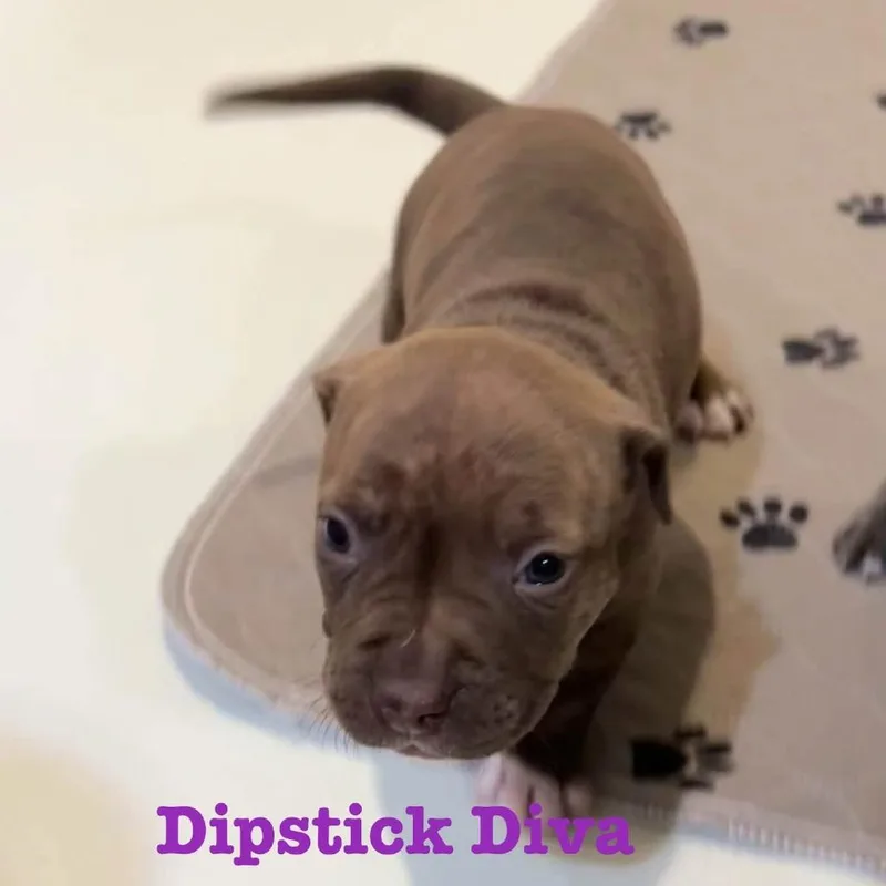 A baby medium-sized female Brindle American Staffordshire Terrier dog named Dipstick Diva for adoption in Olathe, KS