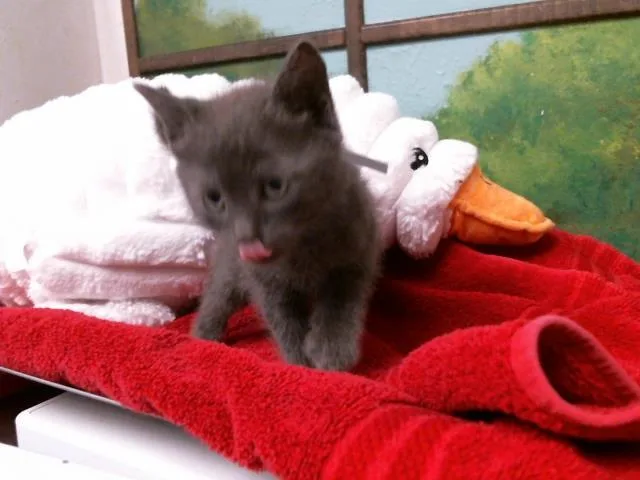 A baby small-sized male Domestic Short Hair cat named Cosme for adoption in Houston, TX