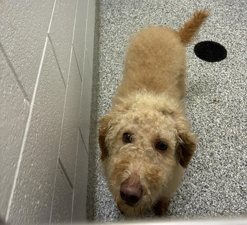 An adult large-sized female Standard Poodle dog named 26-404 for adoption in Barnesville, GA