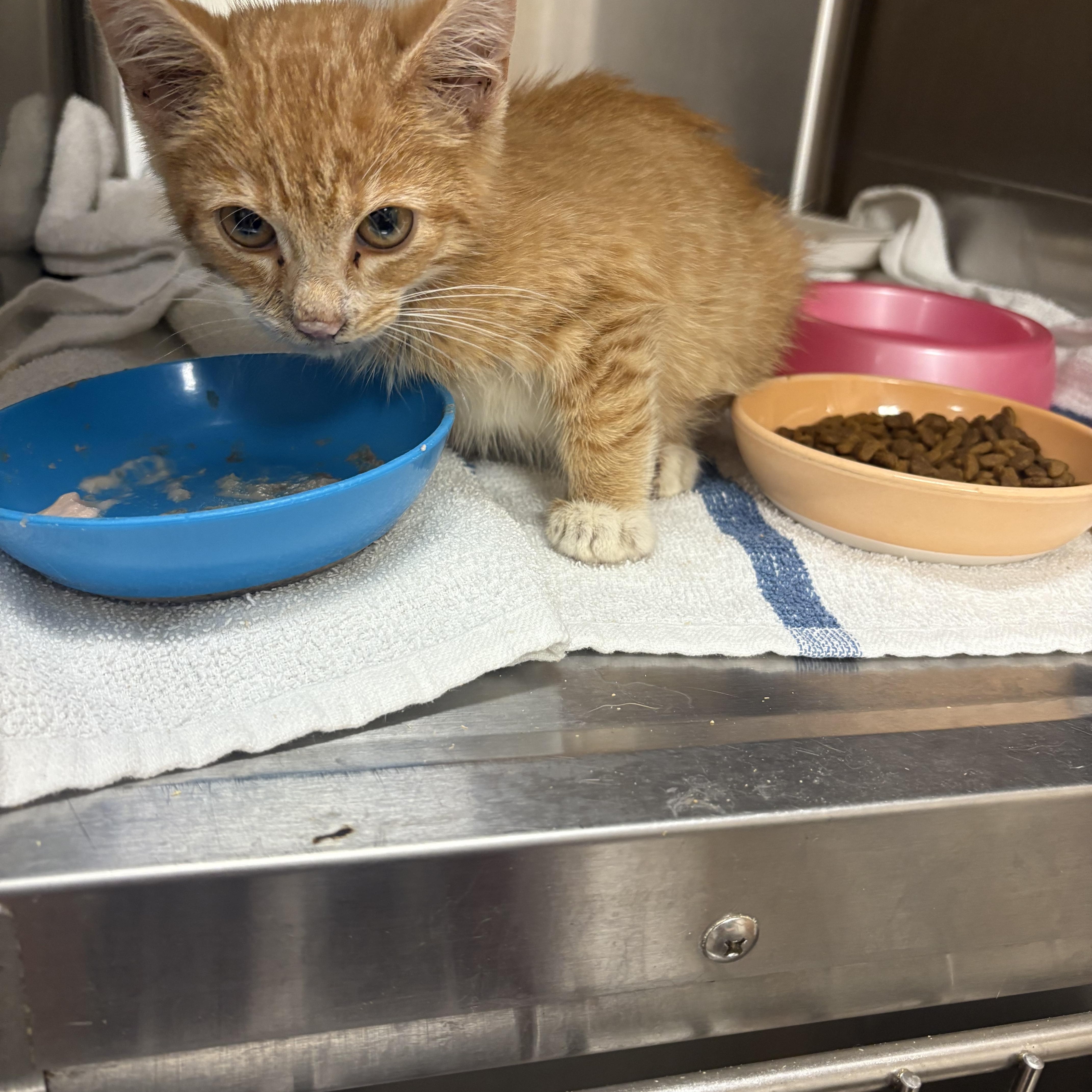 A baby medium-sized male Orange & White Domestic Short Hair cat named General Tso for adoption in Saltville, VA