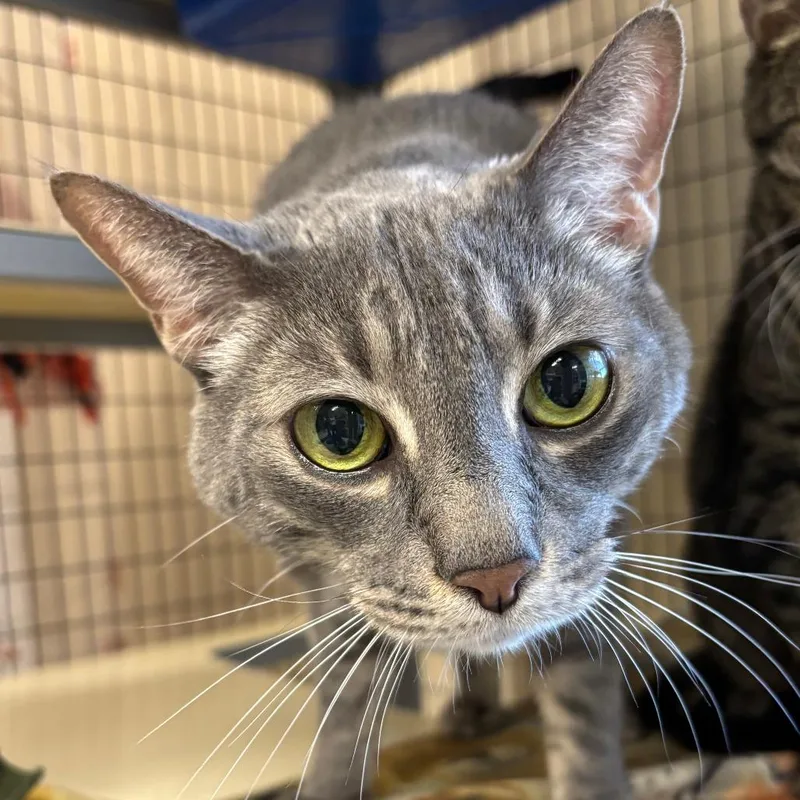A senior extra large-sized male Domestic Short Hair cat named Gandalf for adoption in Medford, OR