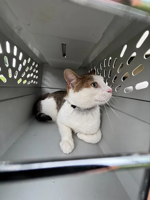 An adult small-sized male Domestic Short Hair cat named Maple for adoption in Lees Summit, MO