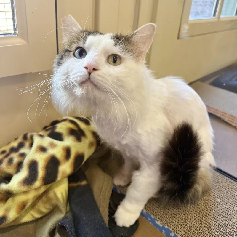 An adult small-sized male White Domestic Medium Hair cat named Franz for adoption in Agoura Hills, CA