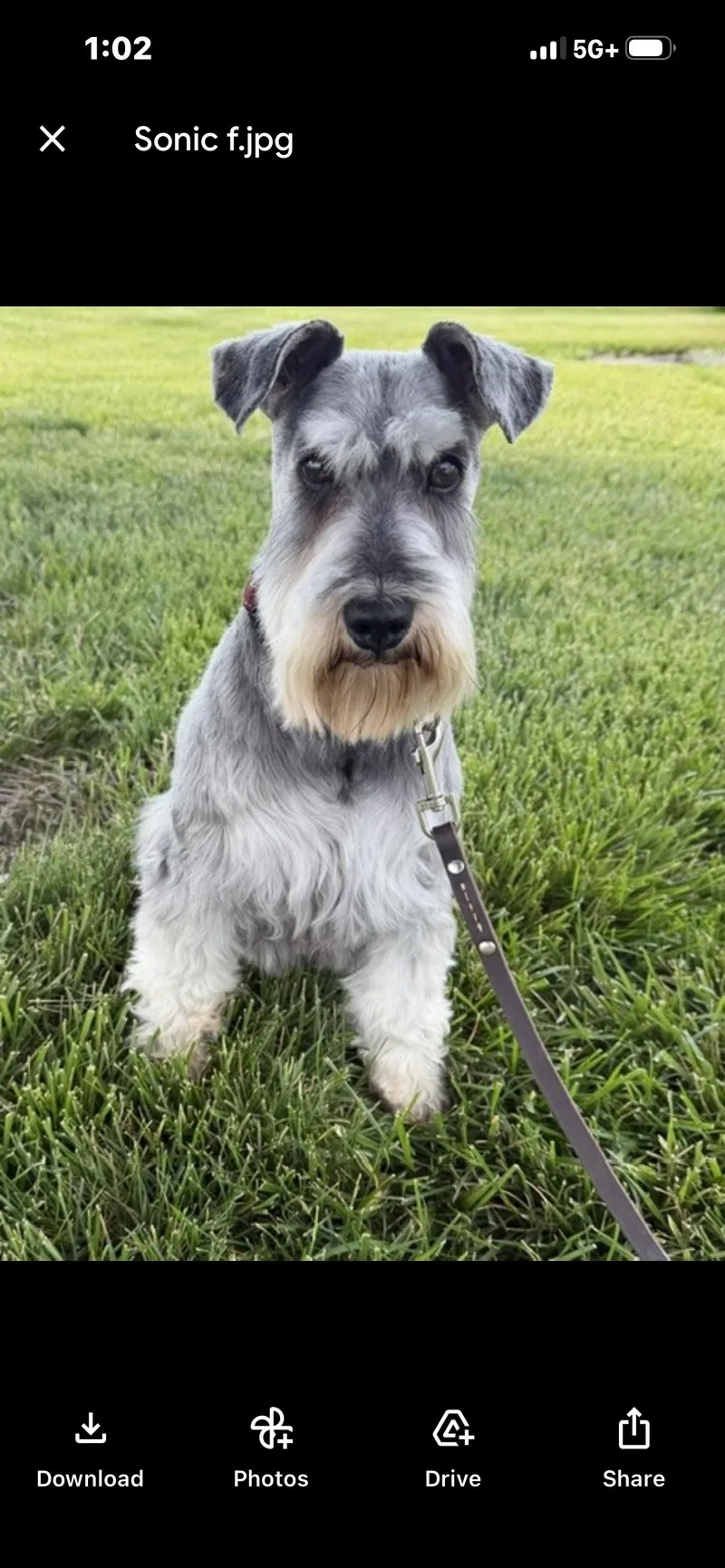 An adult small-sized male Gray / Blue / Silver Miniature Schnauzer dog named Sonic for adoption in Saint Louis, MO